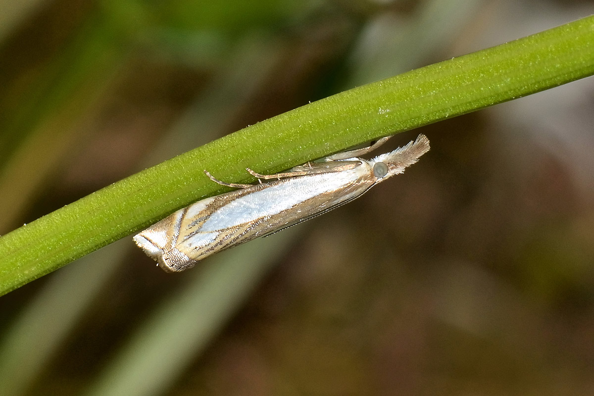 Crambidae? S, Crambus pascuella